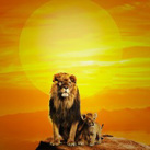 The Music of the Lion King